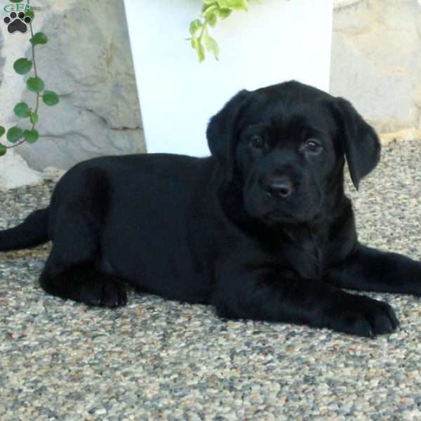 Lucy, Black Labrador Retriever Puppy