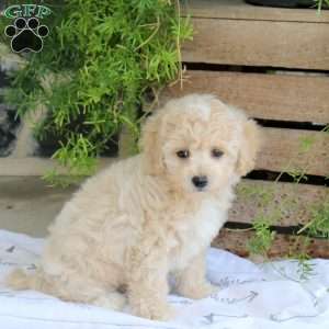 Lucy, Bich-Poo Puppy