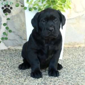 Lucy, Black Labrador Retriever Puppy