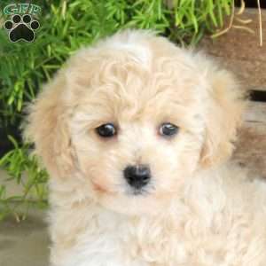 Lucy, Bich-Poo Puppy