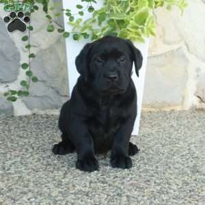 Lucy, Black Labrador Retriever Puppy