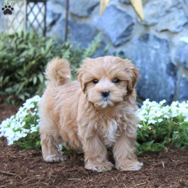 Lucy, Maltipoo Puppy