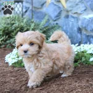 Lucy, Maltipoo Puppy