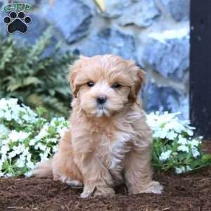 Lucy, Maltipoo Puppy