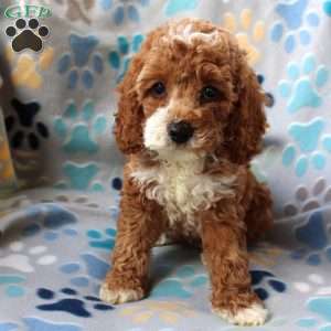 Lucy, Cockapoo Puppy