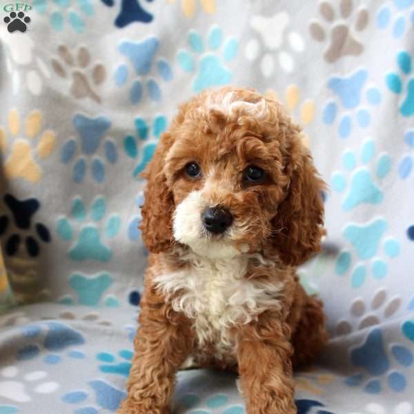 Lucy, Cockapoo Puppy