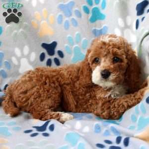 Lucy, Cockapoo Puppy