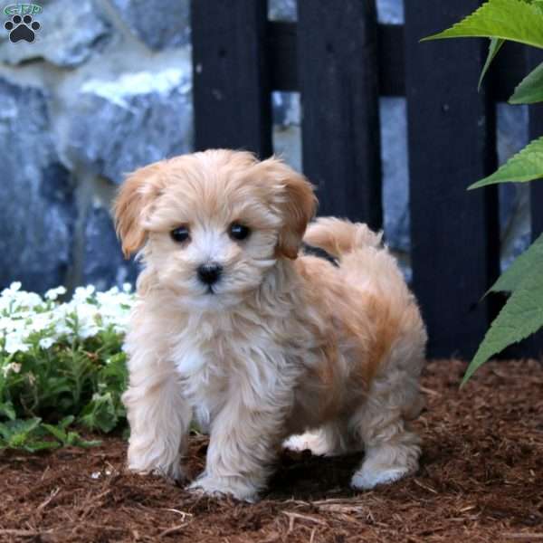 Luke, Maltipoo Puppy