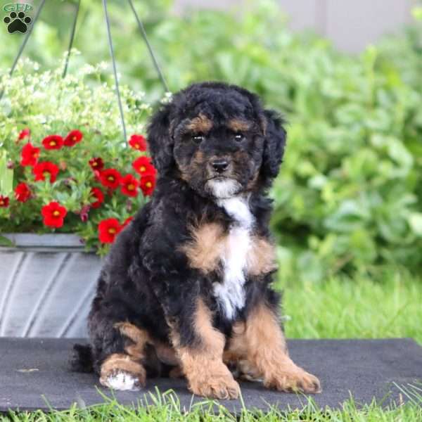 Luke, Miniature Poodle Puppy