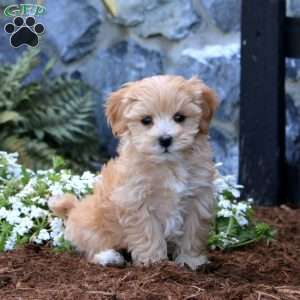 Luke, Maltipoo Puppy