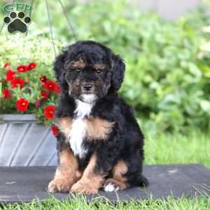 Luke, Miniature Poodle Puppy