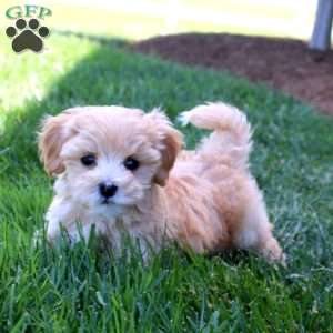 Luke, Maltipoo Puppy