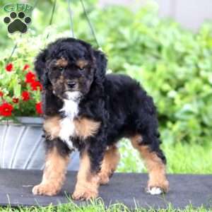 Luke, Miniature Poodle Puppy