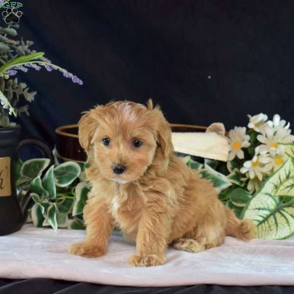 Luna, Maltipoo Puppy