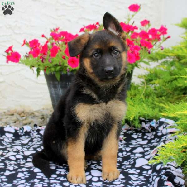 Lydia, German Shepherd Puppy