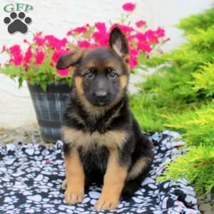 Lydia, German Shepherd Puppy