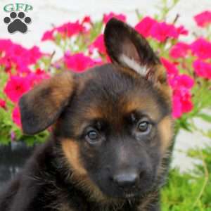Lydia, German Shepherd Puppy