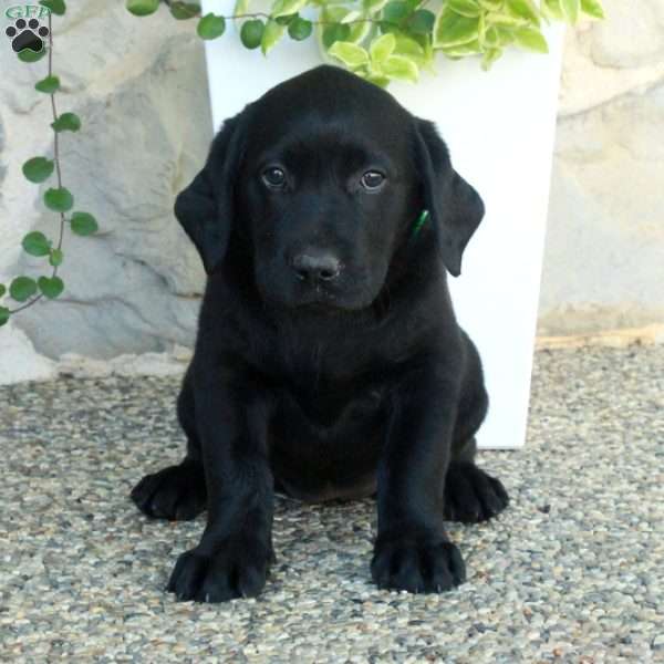Lyla, Black Labrador Retriever Puppy