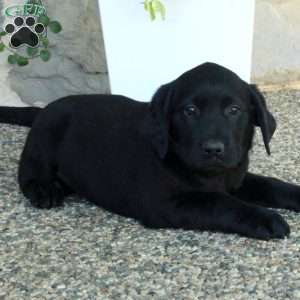 Lyla, Black Labrador Retriever Puppy