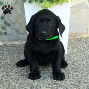 Lyla, Black Labrador Retriever Puppy