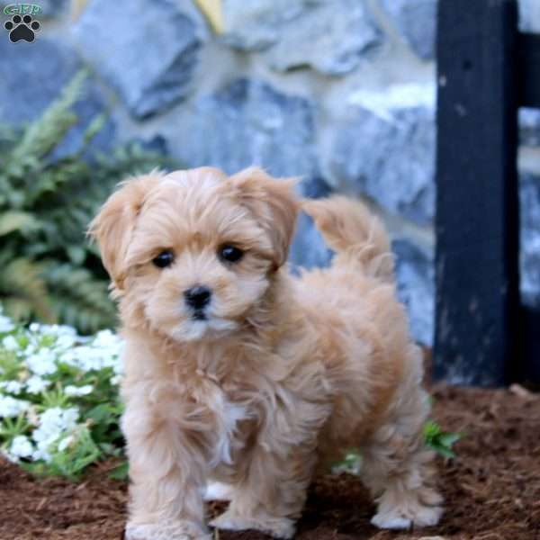 Lylah, Maltipoo Puppy