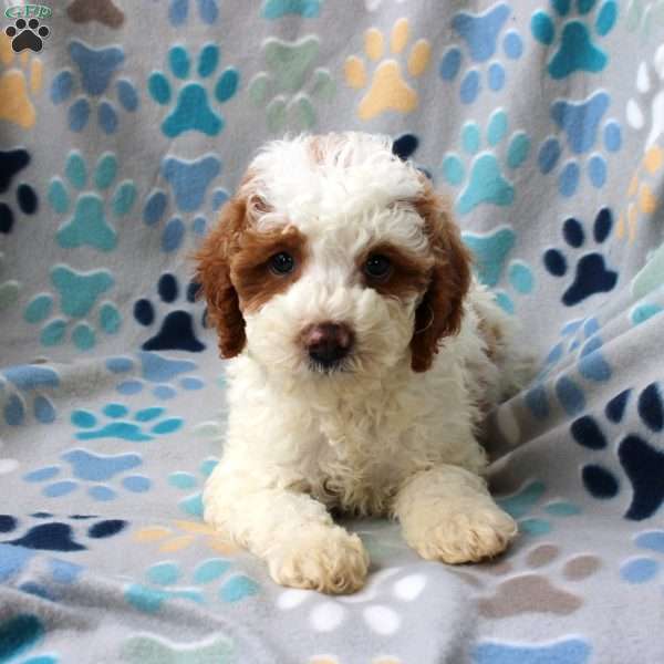 Lyle, Cockapoo Puppy
