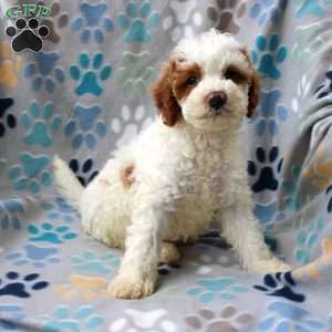 Lyle, Cockapoo Puppy