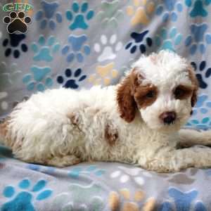 Lyle, Cockapoo Puppy