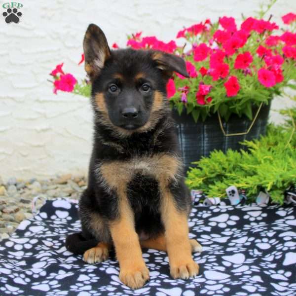 Lyra, German Shepherd Puppy