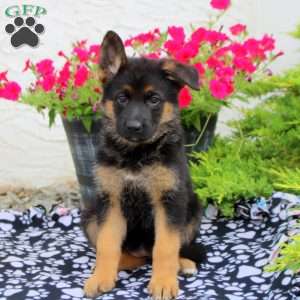 Lyra, German Shepherd Puppy