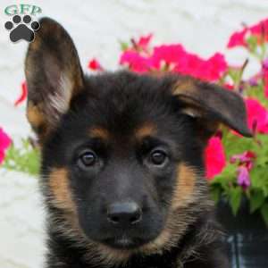 Lyra, German Shepherd Puppy