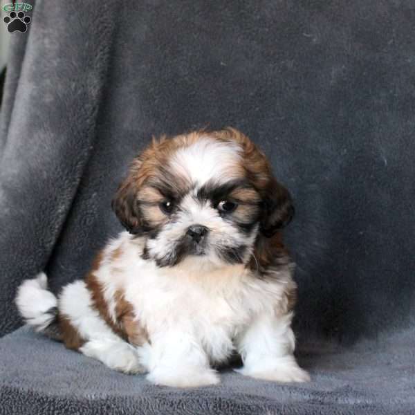 Lyric, Shih Tzu Puppy