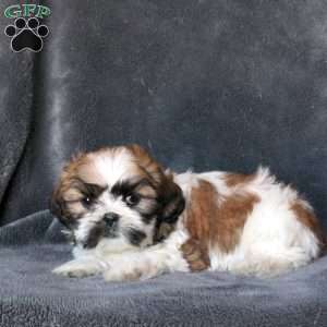 Lyric, Shih Tzu Puppy