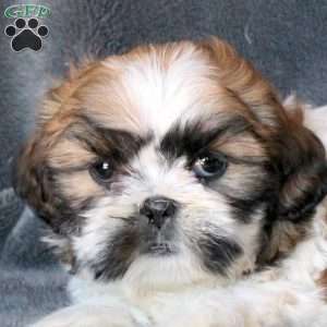 Lyric, Shih Tzu Puppy