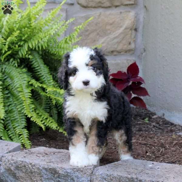 Mable, Mini Bernedoodle Puppy
