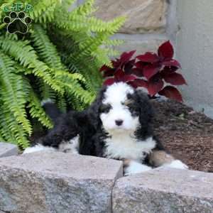 Mable, Mini Bernedoodle Puppy