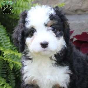 Mable, Mini Bernedoodle Puppy