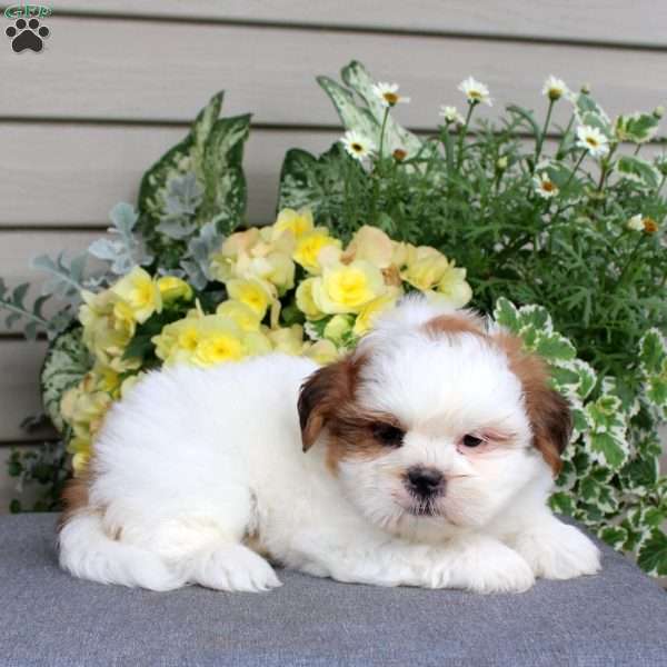 Macchiato, Teddy Bear Puppy