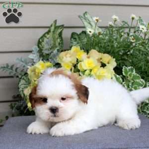 Macchiato, Teddy Bear Puppy