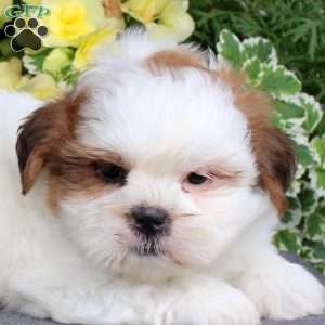 Macchiato, Teddy Bear Puppy