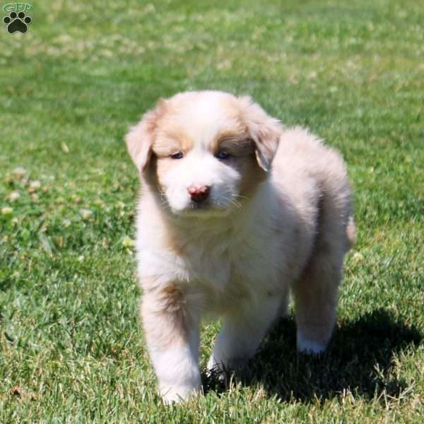 Macie, Australian Shepherd Puppy