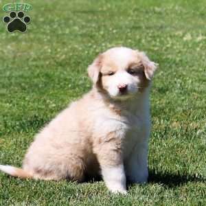Macie, Australian Shepherd Puppy