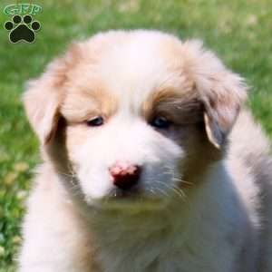 Macie, Australian Shepherd Puppy