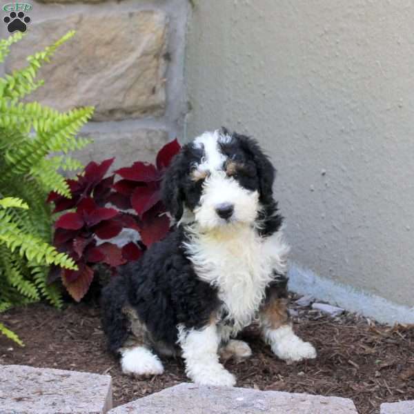 Mack, Mini Bernedoodle Puppy