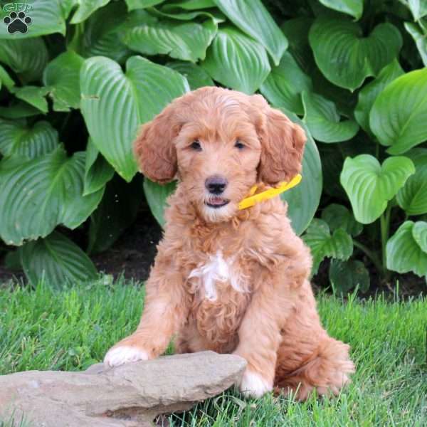 Mack, Cockapoo Puppy