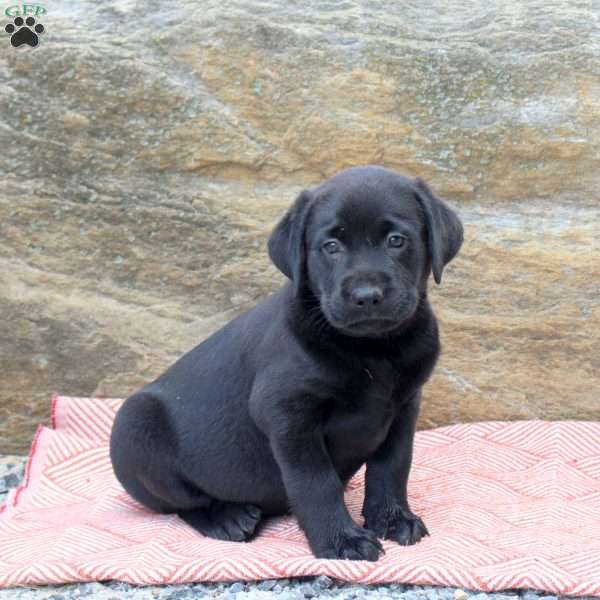 Mack, Black Labrador Retriever Puppy