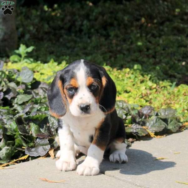 Mack, Beaglier Puppy