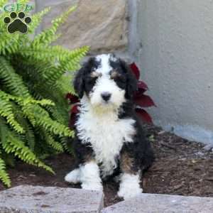 Mack, Mini Bernedoodle Puppy