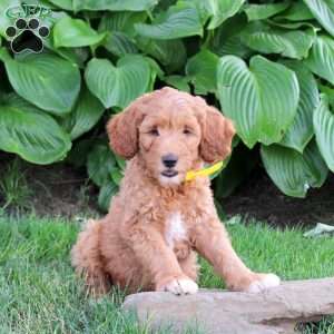 Mack, Cockapoo Puppy