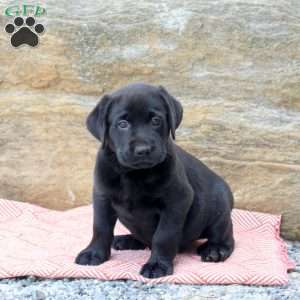 Mack, Black Labrador Retriever Puppy